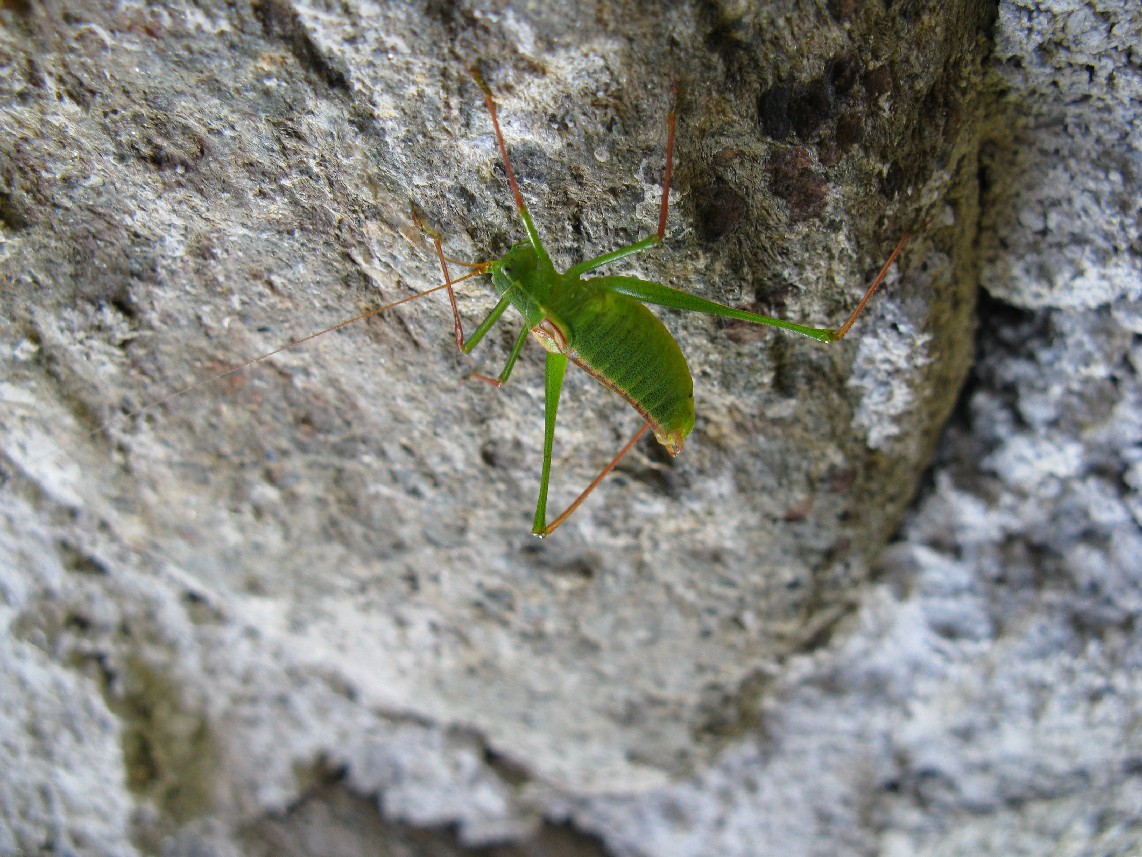 Ortotteri delle Orobie valtellinesi (Sondrio)